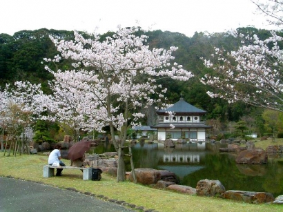 岩屋公園~桜のライトアップ完了しました~